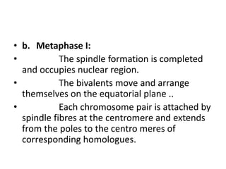 • b. Metaphase I:
• The spindle formation is completed
and occupies nuclear region.
• The bivalents move and arrange
themselves on the equatorial plane ..
• Each chromosome pair is attached by
spindle fibres at the centromere and extends
from the poles to the centro meres of
corresponding homologues.
 