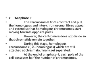 • c. Anaphase I:
• The chromosomal fibres contract and pull
the homologues and inter-chromosomal fibres appear
and extend so that homologous chromosomes start
moving towards opposite poles.
• However, the centromere does not divide so
that chromatids remain together.
• During this stage, homologous
chromosomes (i.e., homologues) which are still
attached at chiasmata, finally get separated.
• At the end of anaphase- I, each pole of the
cell possesses half the number of chromosomes.
 