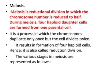 • Meiosis.
• Meiosis is reductional division in which the
chromosome number is reduced to half.
During meiosis, four haploid daughter cells
are formed from one parental cell.
• It is a process in which the chromosomes
duplicate only once but the cell divides twice.
• It results in formation of four haploid cells.
Hence, it is also called reduction division.
• The various stages in meiosis are
represented as follows:
 