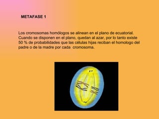 METAFASE 1 Los cromosomas homólogos se alinean en el plano de ecuatorial. Cuando se disponen en el plano, quedan al azar, por lo tanto existe 50 % de probabilidades que las células hijas reciban el homologo del padre o de la madre por cada  cromosoma. 