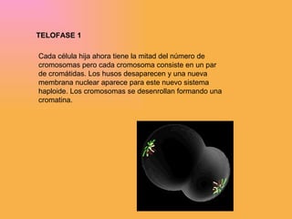 TELOFASE 1 Cada célula hija ahora tiene la mitad del número de cromosomas pero cada cromosoma consiste en un par de cromátidas. Los husos desaparecen y una nueva membrana nuclear aparece para este nuevo sistema haploide. Los cromosomas se desenrollan formando una cromatina. 