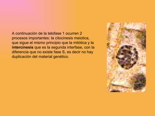 A continuación de la telofase 1 ocurren 2 procesos importantes: la citocinesis meiotica, que sigue el mismo principio que la mitótica y la  intercinesis  que es la segunda interfase, con la diferencia que no existe fase S, es decir no hay duplicación del material genético. 