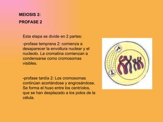 MEIOSIS 2: PROFASE 2 Esta etapa se divide en 2 partes: -profase temprana 2: comienza a desaparecer la envoltura nuclear y el nucleolo. La cromatina comienzan a condensarse como cromosomas visibles. -profase tardía 2:  Los cromosomas continúan acortándose y engrosándose. Se forma el huso entre los centríolos, que se han desplazado a los polos de la célula. 