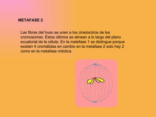 METAFASE 2 Las fibras del huso se unen a los cinetocóros de los cromosomas. Éstos últimos se alinean a lo largo del plano ecuatorial de la célula. En la matefase 1 se distingue porque existen 4 cromátidas en cambio en la metafase 2 solo hay 2 como en la metafase mitotica. 