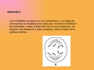ANAFASE 2 Las cromátidas se separan en sus centrómeros, y un juego de cromosomas se desplaza hacia cada polo. Durante la Anafase II las cromatidas, unidas a fibras del huso en sus cinetocóros, se separan y se desplazan a polos opuestos, como lo hacen en la anafase mitótica.  