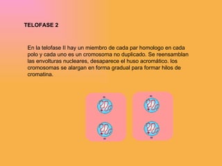 TELOFASE 2 En la telofase II hay un miembro de cada par homologo en cada polo y cada uno es un cromosoma no duplicado. Se reensamblan las envolturas nucleares, desaparece el huso acromático. los cromosomas se alargan en forma gradual para formar hilos de cromatina. 