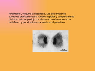 Finalmente  , y ocurre la citocinesis. Las dos divisiones sucesivas producen cuatro núcleos haploide y completamente distintos, esto se produjo por el azar en la orientación en la metafase 1 y por el entrecruzamiento en el paquiteno.  