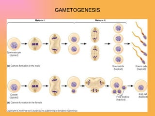 GAMETOGENESIS 