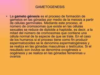 GAMETOGENESIS La  gameto génesis  es el proceso de formación de gametos en las gónadas por medio de la meiosis a partir de células germinales. Mediante este proceso, el número de cromosomas que existe en las células sexuales se reduce de diploide a haploide, es decir, a la mitad del número de cromosomas que contiene una célula normal de la especie de que se trate. En el caso de los humanos si el proceso tiene como fin producir espermatozoides se le denomina espermatogénesis y se realiza en las gónadas masculinas o testículos. Si el resultado son óvulos se denomina ovogénesis u oogénesis y se realiza en las gónadas femeninas u ovarios 