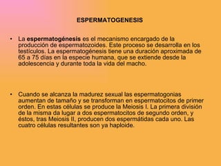 ESPERMATOGENESIS La  espermatogénesis  es el mecanismo encargado de la producción de espermatozoides. Este proceso se desarrolla en los testículos. La espermatogénesis tiene una duración aproximada de 65 a 75 días en la especie humana, que se extiende desde la adolescencia y durante toda la vida del macho.  Cuando se alcanza la madurez sexual las espermatogonias aumentan de tamaño y se transforman en espermatocitos de primer orden. En estas células se produce la Meiosis I. La primera división de la misma da lugar a dos espermatocitos de segundo orden, y éstos, tras Meiosis II, producen dos espermátidas cada uno. Las cuatro células resultantes son ya haploide.  