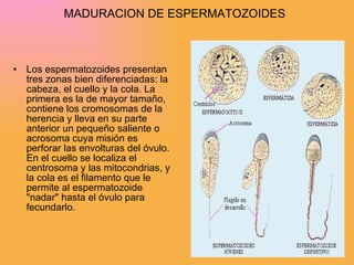 MADURACION DE ESPERMATOZOIDES Los espermatozoides presentan tres zonas bien diferenciadas: la cabeza, el cuello y la cola. La primera es la de mayor tamaño, contiene los cromosomas de la herencia y lleva en su parte anterior un pequeño saliente o acrosoma cuya misión es perforar las envolturas del óvulo. En el cuello se localiza el centrosoma y las mitocondrias, y la cola es el filamento que le permite al espermatozoide "nadar" hasta el óvulo para fecundarlo. 