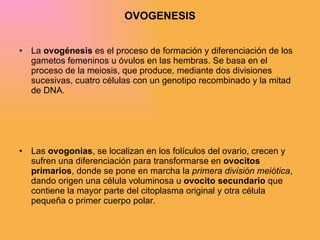 OVOGENESIS La  ovogénesis  es el proceso de formación y diferenciación de los gametos femeninos u óvulos en las hembras. Se basa en el proceso de la meiosis, que produce, mediante dos divisiones sucesivas, cuatro células con un genotipo recombinado y la mitad de DNA.  Las  ovogonias , se localizan en los folículos del ovario, crecen y sufren una diferenciación para transformarse en  ovocitos primarios , donde se pone en marcha la  primera división meiótica , dando origen una célula voluminosa u  ovocito secundario  que contiene la mayor parte del citoplasma original y otra célula pequeña o primer cuerpo polar. 