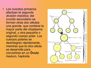 Los ovocitos primarios efectúan la  segunda división meiótica ; del ovocito secundario se forman otras dos células: una grande, que contiene la mayor parte del citoplasma original, y otra pequeña o segundo cuerpo polar. Los cuerpos polares se desintegran rápidamente, mientras que la otra célula se desarrolla para convertirse en un  Óvulo  maduro, haploide. 