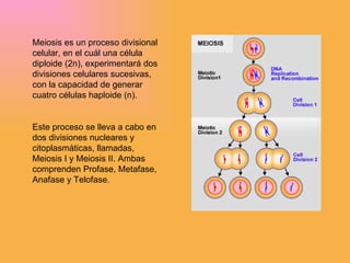 Meiosis es un proceso divisional celular, en el cuál una célula diploide (2n), experimentará dos divisiones celulares sucesivas, con la capacidad de generar cuatro células haploide (n).  Este proceso se lleva a cabo en dos divisiones nucleares y citoplasmáticas, llamadas, Meiosis I y Meiosis II. Ambas comprenden Profase, Metafase, Anafase y Telofase.  