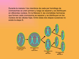 Durante la meiosis I los miembros de cada par homólogo de cromosomas se unen primero y luego se separan y se distribuyen en diferentes núcleos. En la Meiosis II, las cromátidas hermanas que forman cada cromosoma se separan y se distribuyen en los núcleos de las células hijas. Entre estas dos etapas sucesivas no existe la etapa S. 