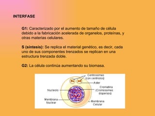 INTERFASE G1:  Caracterizado por el aumento de tamaño de célula debido a la fabricación acelerada de organelos, proteínas, y otras materias celulares.  S (síntesis):  Se replica el material genético, es decir, cada uno de sus componentes trenzados se replican en una estructura trenzada doble.  G2:  La célula continúa aumentando su biomasa.  