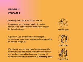 MEIOSIS 1: PROFASE 1 Esta etapa se divide en 5 sub. etapas: -Leptoteno:  los cromosomas individuales comienzan a condensar en filamentos largos dentro del núcleo. -Cigoteno:  Los cromosomas homólogos comienzan a acercarse hasta quedar apareados en toda su longitud. -Paquiteno:  los cromosomas homólogos están perfectamente apareados formando estructuras que se denominan bivalentes se produce el fenómeno de entrecruzamiento o  crossing-over. 