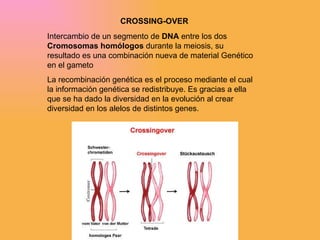 CROSSING-OVER Intercambio de un segmento de  DNA  entre los dos  Cromosomas homólogos  durante la meiosis, su resultado es una combinación nueva de material Genético en el gameto  La recombinación genética es el proceso mediante el cual la información genética se redistribuye. Es gracias a ella que se ha dado la diversidad en la evolución al crear diversidad en los alelos de distintos genes. 