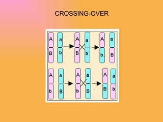 CROSSING-OVER 