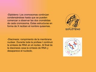 -Diploteno:  Los cromosomas continúan condensándose hasta que se pueden comenzar a observar las dos cromátidas de cada cromosoma. Estas estructuras en forma de X reciben el nombre quiasmas. -Diacinesis:  rompimiento de la membrana nuclear. Durante toda la profase I continuó la síntesis de RNA en el núcleo. Al final de la diacinesis cesa la síntesis de RNA y desaparece el nucleolo.  