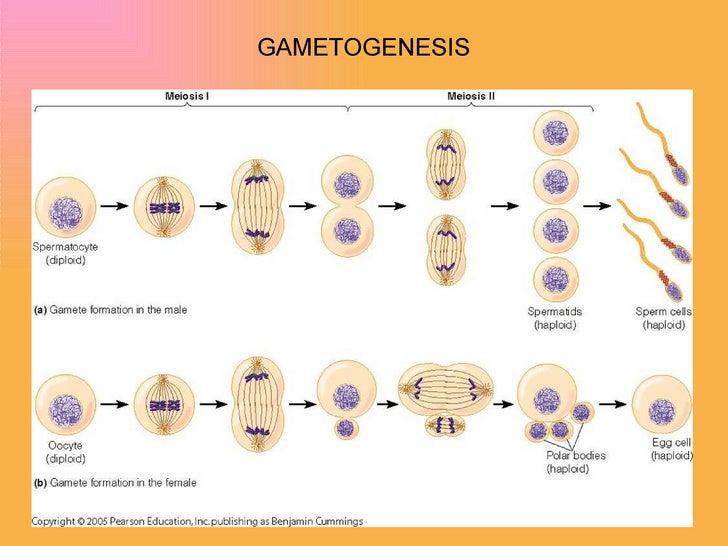 Meiosis