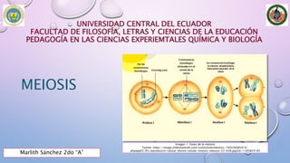 UNIVERSIDAD CENTRAL DEL ECUADOR
FACULTAD DE FILOSOFÍA, LETRAS Y CIENCIAS DE LA EDUCACIÓN
PEDAGOGÍA EN LAS CIENCIAS EXPERIEMTALES QUÍMICA Y BIOLOGÍA
MEIOSIS
Marlith Sánchez 2do “A”
Imagen 1: Fases de la meiosis
Fuente: https://image.slidesharecdn.com/ciclocelularmeioisis-140326085410-
phpapp02/95/reproduccin-celular-divisin-celular-mitosis-meiosis-22-638.jpg?cb=1395824185
 