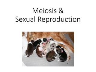 Meiosis &
Sexual Reproduction
 