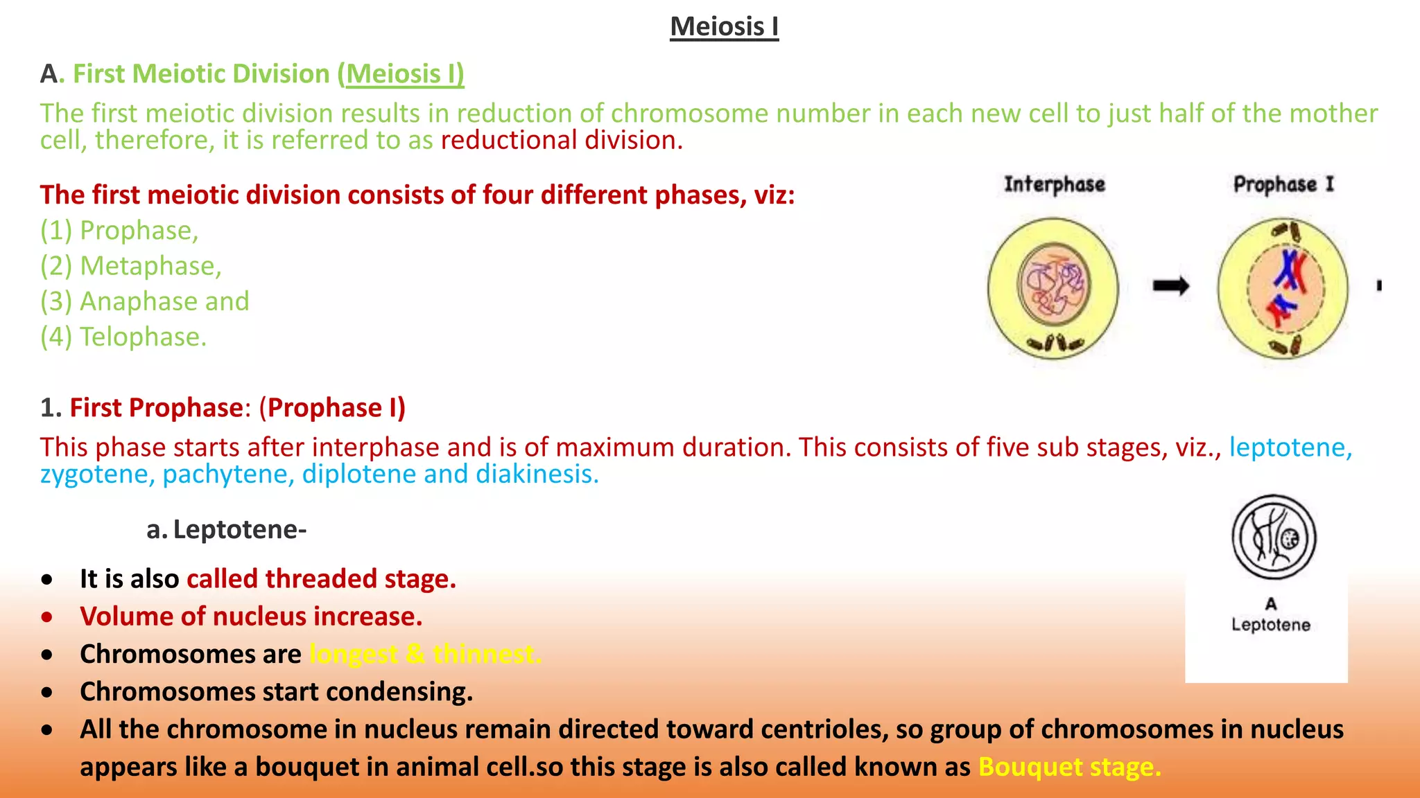 meiosis division | PPTX