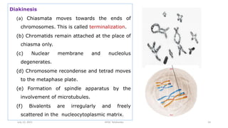 Terminalization Finger Meiosis - The Special Cell Division | PPTX