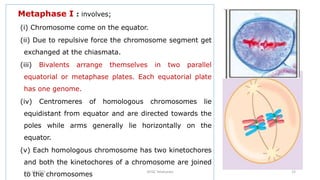 Metaphase I : involves;
(i) Chromosome come on the equator.
(ii) Due to repulsive force the chromosome segment get
exchanged at the chiasmata.
(iii) Bivalents arrange themselves in two parallel
equatorial or metaphase plates. Each equatorial plate
has one genome.
(iv) Centromeres of homologous chromosomes lie
equidistant from equator and are directed towards the
poles while arms generally lie horizontally on the
equator.
(v) Each homologous chromosome has two kinetochores
and both the kinetochores of a chromosome are joined
to the chromosomes
July 13, 2021 GFGC Yelahanka 15
 