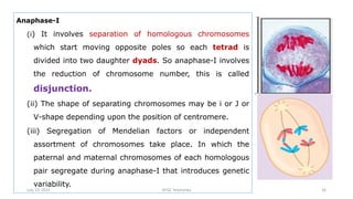 Anaphase-I
(i) It involves separation of homologous chromosomes
which start moving opposite poles so each tetrad is
divided into two daughter dyads. So anaphase-I involves
the reduction of chromosome number, this is called
disjunction.
(ii) The shape of separating chromosomes may be i or J or
V-shape depending upon the position of centromere.
(iii) Segregation of Mendelian factors or independent
assortment of chromosomes take place. In which the
paternal and maternal chromosomes of each homologous
pair segregate during anaphase-I that introduces genetic
variability.
July 13, 2021 GFGC Yelahanka 16
 