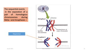 The sequential events
in the separation of a
pair of homologous
chromosomes during
Meta –and Anaphases -I
Disjunction
July 13, 2021 GFGC Yelahanka 17
 
