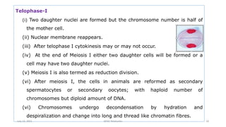 Telophase-I
(i) Two daughter nuclei are formed but the chromosome number is half of
the mother cell.
(ii) Nuclear membrane reappears.
(iii) After telophase I cytokinesis may or may not occur.
(iv) At the end of Meiosis I either two daughter cells will be formed or a
cell may have two daughter nuclei.
(v) Meiosis I is also termed as reduction division.
(vi) After meiosis I, the cells in animals are reformed as secondary
spermatocytes or secondary oocytes; with haploid number of
chromosomes but diploid amount of DNA.
(vi) Chromosomes undergo decondensation by hydration and
despiralization and change into long and thread like chromatin fibres.
July 13, 2021 GFGC Yelahanka 18
 