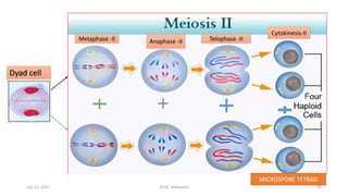 Meiosis-I
Dyad cell
Metaphase -II Anaphase -II Telophase -II
Cytokinesis-II
MICROSPORE TETRAD
July 13, 2021 GFGC Yelahanka 20
 