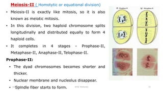 Meiosis-II ( Homotytic or equational division)
• Meiosis-II is exactly like mitosis, so it is also
known as meiotic mitosis.
• In this division, two haploid chromosome splits
longitudinally and distributed equally to form 4
haploid cells.
• It completes in 4 stages - Prophase-II,
Metaphase-II, Anaphase-II, Telophase-II.
Prophase-II:
• The dyad chromosomes becomes shorter and
thicker.
• Nuclear membrane and nucleolus disappear.
• Spindle fiber starts to form.
July 13, 2021 GFGC Yelahanka 21
 