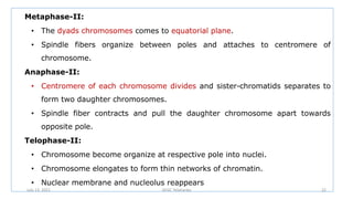 Metaphase-II:
• The dyads chromosomes comes to equatorial plane.
• Spindle fibers organize between poles and attaches to centromere of
chromosome.
Anaphase-II:
• Centromere of each chromosome divides and sister-chromatids separates to
form two daughter chromosomes.
• Spindle fiber contracts and pull the daughter chromosome apart towards
opposite pole.
Telophase-II:
• Chromosome become organize at respective pole into nuclei.
• Chromosome elongates to form thin networks of chromatin.
• Nuclear membrane and nucleolus reappears
July 13, 2021 GFGC Yelahanka 22
 