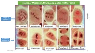 Stages of
Meiosis-I
Stages of
Meiosis II
Stages of Meiosis in Allium cepa (pollen mother cells)
Late Prophase Metaphase I Anaphase I Telophase-I Dyad stage
Cell
plate
Prophase II Metaphase II Anaphase II Telophase II Microspore Tetrad
July 13, 2021 GFGC Yelahanka 25
 