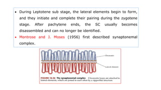  During Leptotene sub stage, the lateral elements begin to form,
and they initiate and complete their pairing during the zygotene
stage. After pachytene ends, the SC usually becomes
disassembled and can no longer be identified.
 Montrose and J. Moses (1956) first described synaptonemal
complex.
 