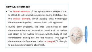 How SC is formed?
 The lateral elements of the synaptonemal complex start
to attach to individual chromosomes during leptotene, but
the central element, which actually joins homologous
chromosomes together, does not form until zygotene.
 During early zygotene, the ends (telomeres) of each
chromosome become clustered on one side of the nucleus
and attach to the nuclear envelope, with the body of each
chromosome looping out into the nucleus. This type of
chromosome configuration, called a bouquet, is thought
to promote chromosome alignment.
Chromomeres
 
