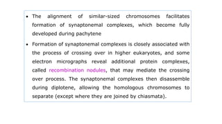  The alignment of similar-sized chromosomes facilitates
formation of synaptonemal complexes, which become fully
developed during pachytene
 Formation of synaptonemal complexes is closely associated with
the process of crossing over in higher eukaryotes, and some
electron micrographs reveal additional protein complexes,
called recombination nodules, that may mediate the crossing
over process. The synaptonemal complexes then disassemble
during diplotene, allowing the homologous chromosomes to
separate (except where they are joined by chiasmata).
 