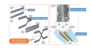 Protein Electron micrograph
Diagrammatic
Pairing like a zipper
The sequential events
of SC in the meiosis-I
 
