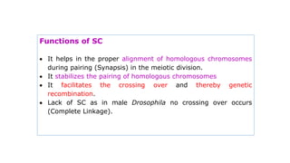 Functions of SC
 It helps in the proper alignment of homologous chromosomes
during pairing (Synapsis) in the meiotic division.
 It stabilizes the pairing of homologous chromosomes
 It facilitates the crossing over and thereby genetic
recombination.
 Lack of SC as in male Drosophila no crossing over occurs
(Complete Linkage).
 