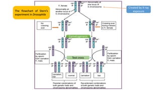 Test cross
Gametogenesis
The flowchart of Stern’s
experiment in Drosophila
Created by X-ray
exposure
 