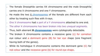  The female Drosophila carries XX chromosome and the male Drosophila
carries one X chromosome and one Y chromosome.
 He made the two X chromosomes of the female are different from each
other by treating such flies with X-rays.
 One X chromosome had a part of a Y chromosome attached to one end.
 The other X chromosome has been broken into two unequal segments.
 Thus, both aberrant X chromosomes were cytologically detectable.
 The broken X chromosome contains a recessive gene (c) for carnation
eye colour and a dominant gene (B) for bar eye shape (one fragment
having both of the genes).
 While its homologue X chromosome contains the dominant gene (C) for
red colour and the recessive gene (b) for round eye shape.
 