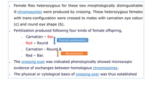  Female flies heterozygous for these two morphologically distinguishable
X-chromosomes were produced by crossing. These heterozygous females
with trans-configuration were crossed to males with carnation eye colour
(c) and round eye shape (b).
 Fertilization produced following four kinds of female offspring,
o Carnation – Bar
o Red – Round
o Carnation - Round &
o Red – Bar.
 The crossing over was indicated phenotypically showed microscopic
evidence of exchanges between homologous chromosomes.
 The physical or cytological basis of crossing over was thus established
Parental combinations
Recombinants
 