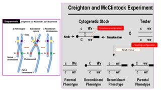Test cross
Repulsion configuration
Diagrammatic
Coupling configuration
 