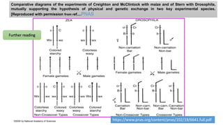 Comparative diagrams of the experiments of Creighton and McClintock with maize and of Stern with Drosophila,
mutually supporting the hypothesis of physical and genetic exchange in two key experimental species.
[Reproduced with permission from ref....PNAS
©2005 by National Academy of Sciences https://www.pnas.org/content/pnas/102/19/6641.full.pdf
Further reading
 