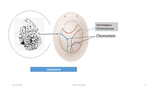 Leptotene
Homologous
Chromosomes
July 13, 2021 GFGC Yelahanka 9
 
