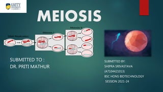 MEIOSIS
SUBMITTED TO :
DR. PRITI MATHUR
SUBMITTED BY:
SHIPRA SRIVASTAVA
(A7104421013)
BSC HONS BIOTECHNOLOGY
SESSION 2021-24
 