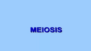 meiosis.pptx